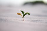 Image of a young plant sprouting in sand