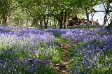 A meadow full of bluebells surrounded by a small forest.
