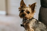 Dogs are closer to consciousness than AI