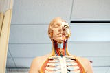 A plastic model of a human with various layers removed to show the inner workings of the body.