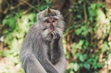 Image of a grey monkey in the forest. It is looking very thoughtful, while sitting on a fence. It has one paw up to its mouth.