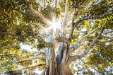 A picture taken from beneath a tree, showing light find its way through the leaves.