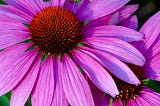 Coneflower Plants for Sale: Beautify Your Garden with TN Nursery’s Top-Quality Selections