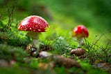 Mushroom Meet-Cute
