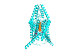 THIK1 Channel. Residues highlighted in pink form the central pore gate. CC BY SBGRID.