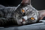 9 Common Signs Of Infection After Neutering A Cat