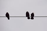 Three Crows on a Wire