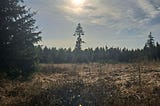 The Forest Which is as ‘Urban’ as Most Cities