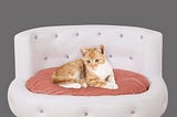 pu-leather-dog-sofas-and-chairswooden-frame-cat-beddog-bed-with-soft-velvet-cushioncrystal-bbutton-p-1