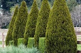 4-5-ft-spartan-juniper-tree-tough-as-nails-evergreen-perfect-for-tight-spaces-1