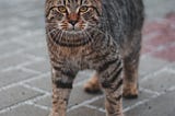 A starving tom cat meows to you. What’s your response?