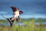 Bird taking flight