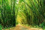 Bamboo trees which do not show any sign of life for several years. But after that they grow in huge trees.
