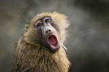 A monkey opens is mouth in awe.