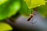 Eradicating  Malaria With Gene-Editing