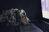 Cute dog looks at computer screen