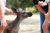 Wildlife Sanctuaries Offer Powerful Ways for Children to Engage with Animals