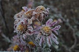 Marigold flowers frozen to death