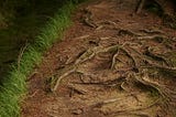 How Roots Are Guiding Me in Grief