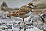Kildeer in the City and the Coming of Spring