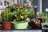 Discover the best vegetables to grow in containers and how to keep them flourishing until harvest time.