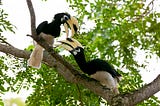 The monogamous life of the Hornbill