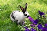 Cute white and black bunny sniffing purple flowers.