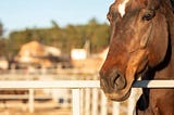 Unlocking the Secrets: The Science of Breeding a Champion Racehorse