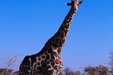 How long do giraffes sleep?