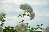 Why I’m Planting a White Rose Bush in My Garden This Year