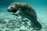 Paprika, My Manatee
