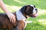 Dog-Proofing Your World: How to Make Smart Home Purchases to Avoid Canine Hazards