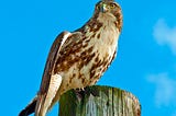 Healing Song Heard by a Shaman: Song of the Bird Trio of Hawk, Cardinal, Dove