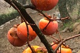 Ode to Persimmon — 12/2020