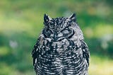 Confessions of a Recovering Night Owl: My (Mostly) Successful Attempt at Becoming a Morning Person