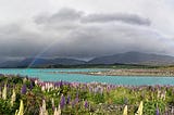 image from Unsplash with a field of purpley flowers with a gray cloudy sky and a rainbow going across the sky