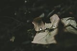 Drops of water on a dried leaf.