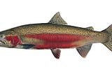 Deschutes Basin Steelhead, Part 1