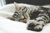 A gray tabby cat lying down, asleep. It is lying on a fuzzy blanket, its paws outstretched.