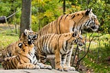 Carolina Tiger Rescue Takes Custody of Four Big Cats
