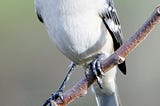 Meet the Northern Mockingbird, a musical genius!