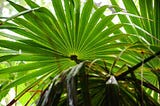 Saw Palmetto for Hair Loss