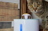 Automatic Cat Feeders: Keep Your Furry Friend Fed While You’re Out Of Town