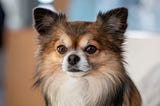 Top 5 Low Maintenance Dog Breeds For New Pet Owners