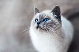 How to Choose a Cat Breeds