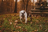 A happy dog looking at us from a field