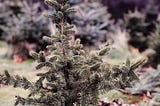 Portrait of a small Christmas tree at a Christmas tree farm