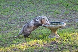 Possum drinking from a bird bath