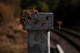 I Dreamt of Wasps