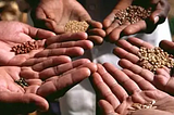 Feeding the world: Plant scientists should consider these strategies for food security in 2023: